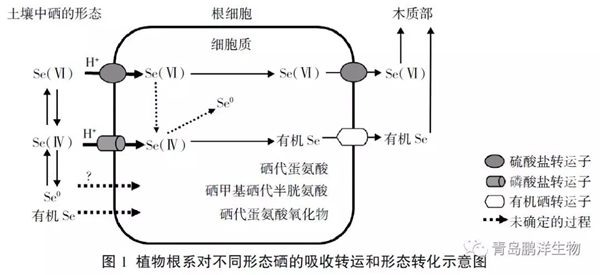 【科普】硒与植物(二) - 青岛鹏洋生物工程有限公司